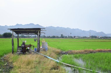 Yasemin pirinç tarlaları, Tayland 'da kurak mevsim, su kıtlığı ve ürün fiyatları