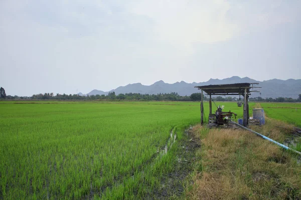 ジャスミンの田んぼ タイの午後の乾季 水不足と製品価格 — ストック写真