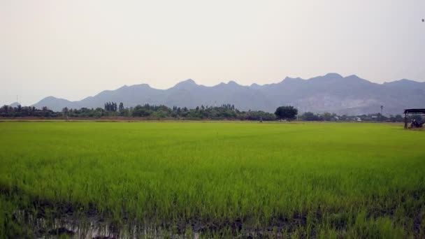 Jasmine Rice Fields Dry Season Afternoon Thailand Water Shortage Product — Stock Video