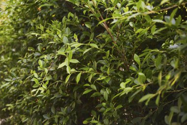 Yaz arkaplanı için yeşil yapraklar duvar kağıdı kullanılan yeşil bir kavram.