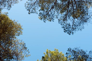 ağaçlar ve metin için alan ile mavi gökyüzü