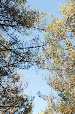 ağaçlar ve metin için alan ile mavi gökyüzü