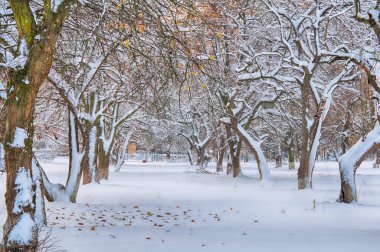 karla kaplı bir bahçe