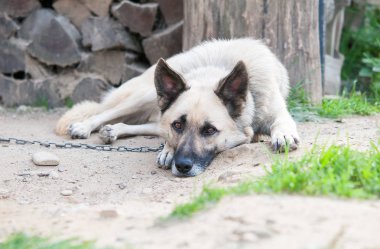 çoban köpeği burada
