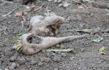 şeker pancarı hasat tarım