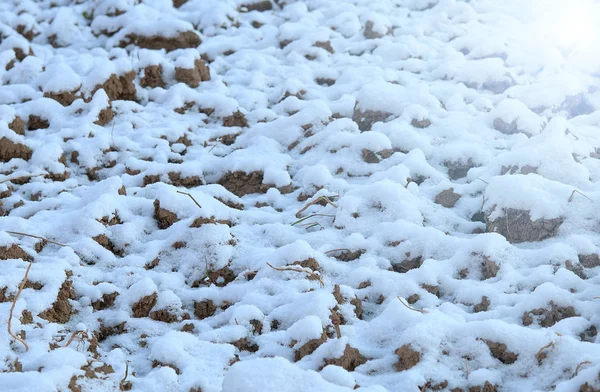 Fältet Snö Närbild — Stockfoto