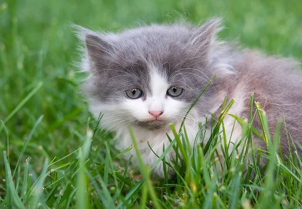 Gato Con Ojos Azules Profundos —  Fotos de Stock