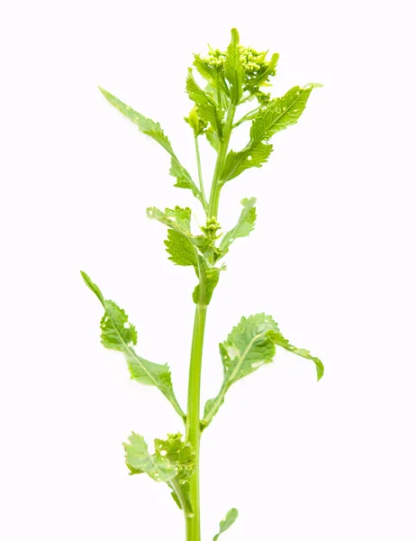 Small White Flowers Horseradish — Stock Photo, Image