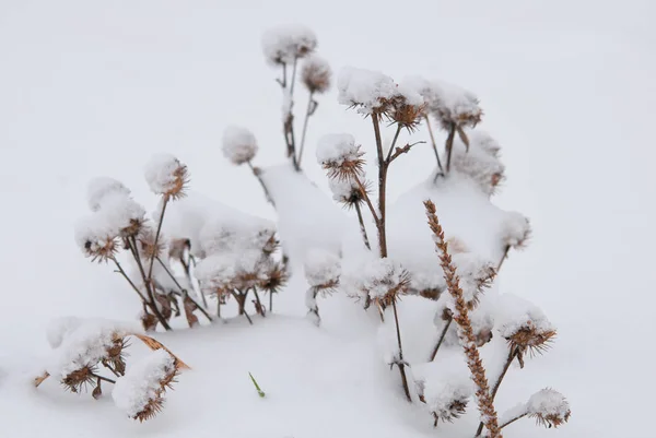 Winterlandschaft Winterlandschaft Eingefrorene Blume — Stockfoto