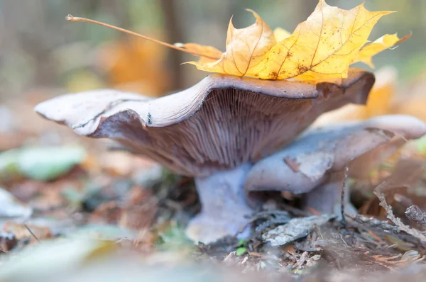 Cogumelos Com Folhas Queda Outono Natureza Floresta — Fotografia de Stock