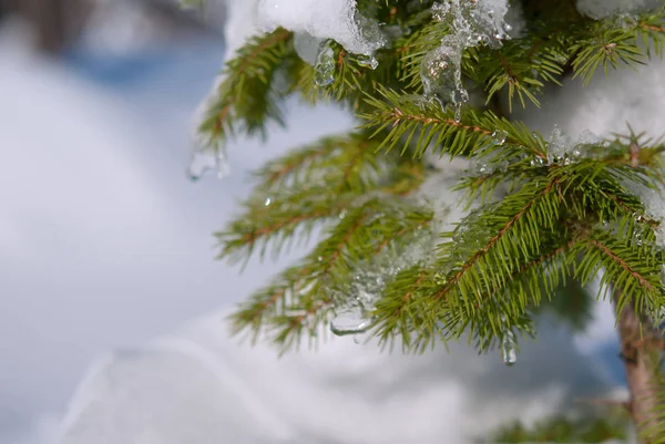 Zimní borové větve — Stock fotografie