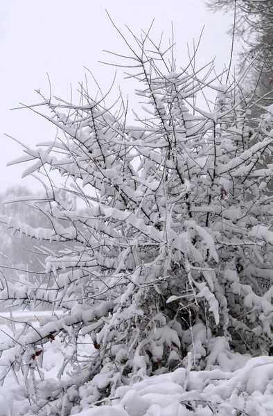 Vinter Grenar Med Snö Och Vackert Ljus — Stockfoto