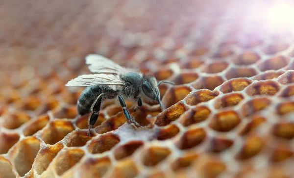 Bir çalışma arı — Stok fotoğraf