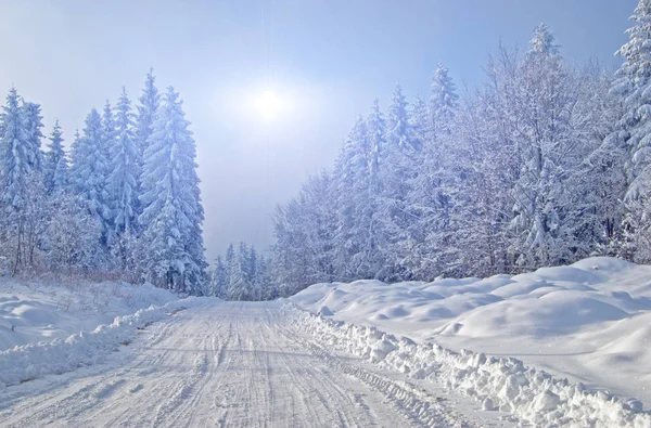 冬季森林中的小路 — 图库照片