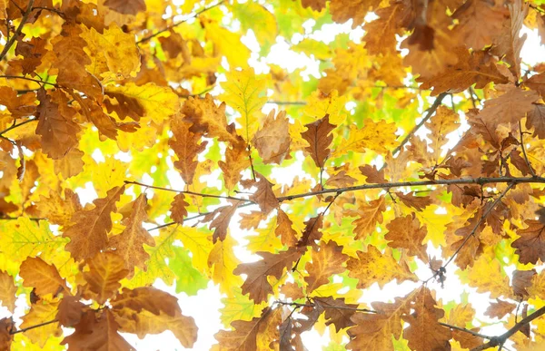 オークの秋の紅葉 をクローズ アップ — ストック写真