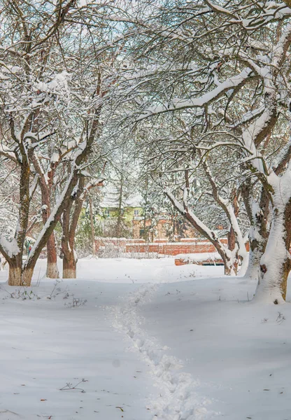 Ein Schneebedeckter Garten — Stockfoto