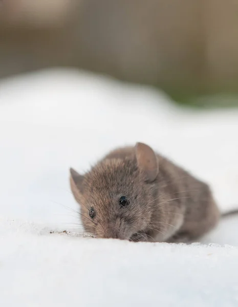 Een huismuis — Stockfoto