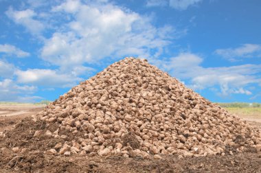 Şeker pancarı kazık