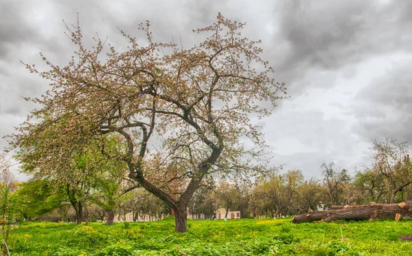 Árvore Primavera Céu Azul — Fotografia de Stock