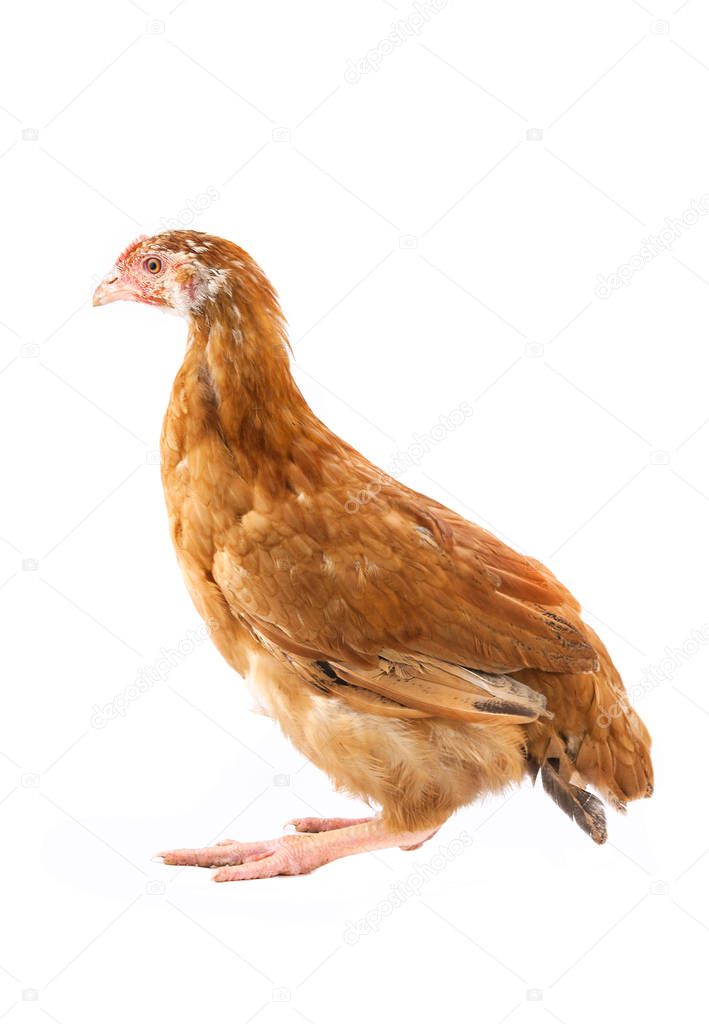 chicken is isolated on a white background