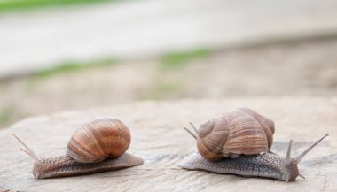 Helix pomatia, Bordo salyangoz, Roma salyangoz, yenilebilir salyangoz veya salyangoz ortak adları