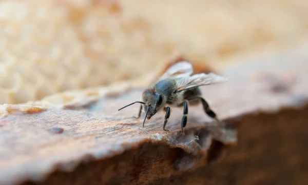 Abeja Trabajadora Panal Primer Plano —  Fotos de Stock