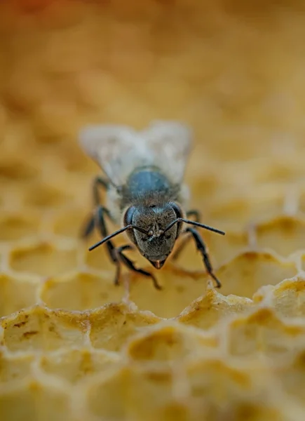 Abeja Trabajadora Panal Primer Plano —  Fotos de Stock