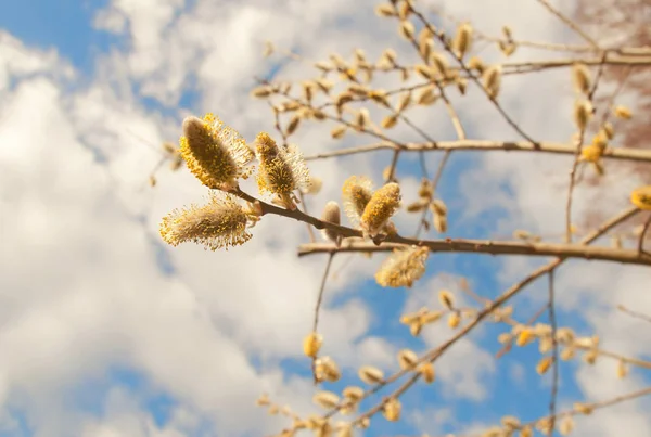 Buds Salgueiro Macio Fofo Início Primavera — Fotografia de Stock