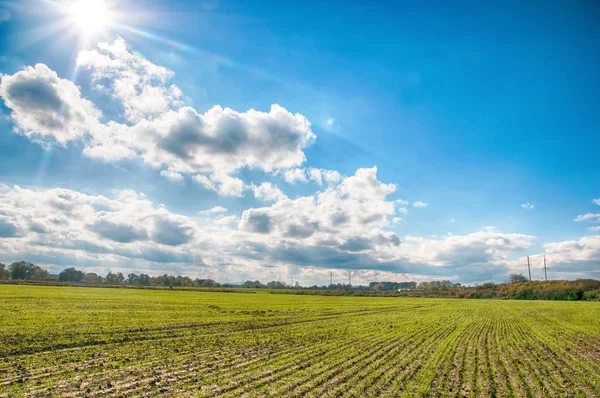 Winter Wheat Field — Stock Photo, Image