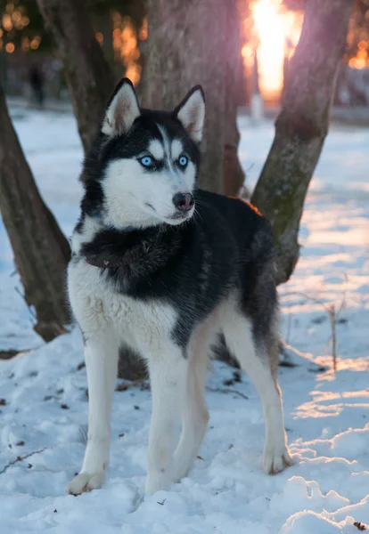 Όμορφη Σιβηρίας Μεγαλόσωμος Σκύλος Στο Δάσος Του Χειμώνα — Φωτογραφία Αρχείου