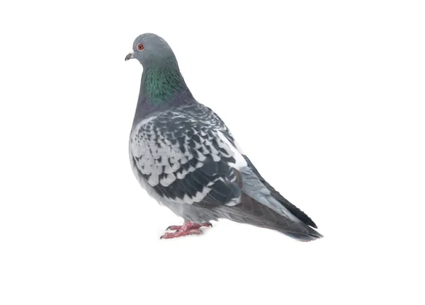 Pigeon Sauvage Isolé Sur Fond Blanc — Photo