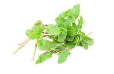 Taze yeşil nane, beyazda izole edilmiş.