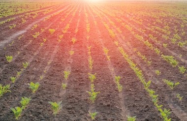Şeker pancarı satırda yakın çekim