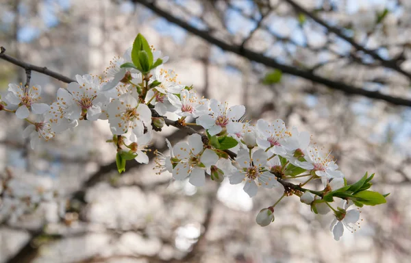 Frühjahrsblüte Der Kirsche — Stockfoto