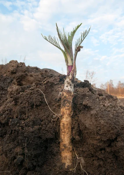 Uprawy Chrzanu Ogrodzie — Zdjęcie stockowe