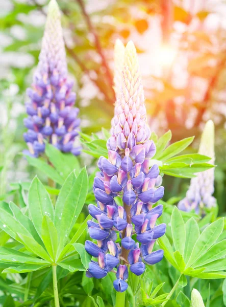 Landscape Lupine Flowers Field Summer Time — Stock Photo, Image