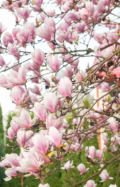 Весной Цветут Деревья Магнолии — стоковое фото