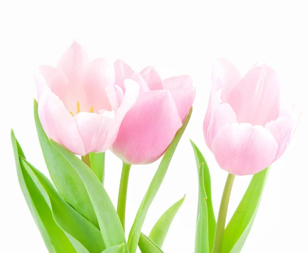 Pink Tulip Isolated White Background — Stock Photo, Image