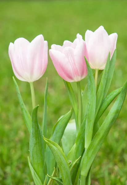 Close Photo Pink Tulips — Stock Photo, Image