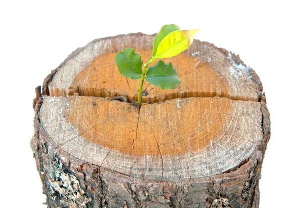 Young Plant Growing Tree Stump — Stock Photo, Image