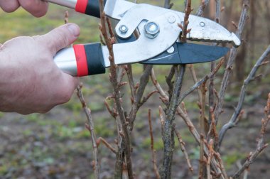 budama frenküzümü fidanları