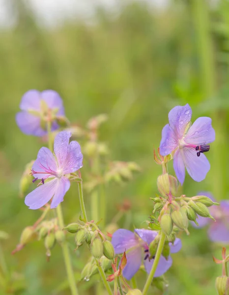 背景夏の花のクローズ アップ — ストック写真