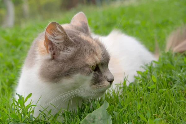 Çiçek Çimenlikte Oturan Kedi — Stok fotoğraf