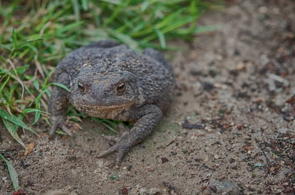 Žába Přirozeném Prostředí Blízko Popředí — Stock fotografie