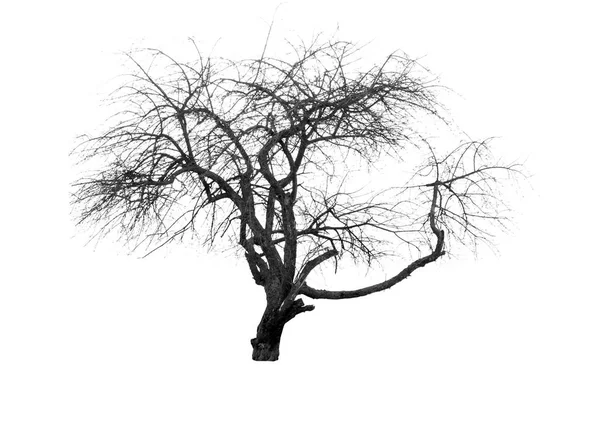 Silhouette dell'albero — Foto Stock