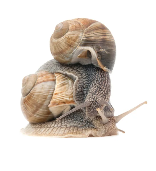 孤立在白色背景上的两只蜗牛 — 图库照片