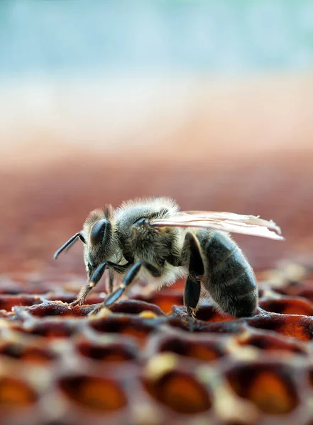 Abeja Trabajadora Panal Primer Plano — Foto de Stock