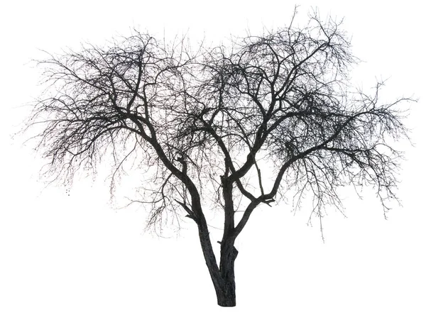 Silhueta de árvore — Fotografia de Stock