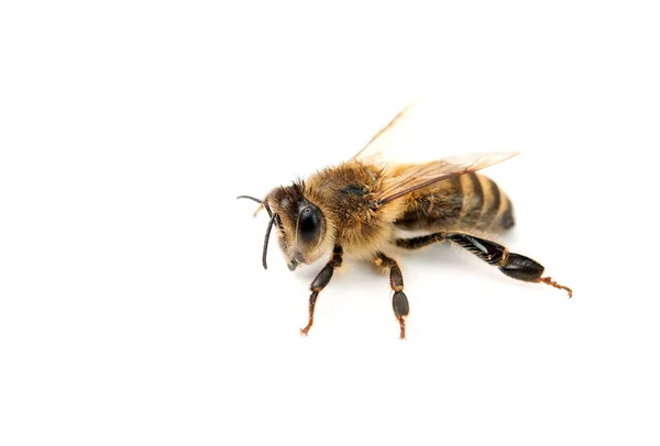Bee Isolerad Vit Bakgrund — Stockfoto