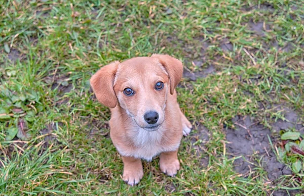 Dachshund tutup — Stok Foto